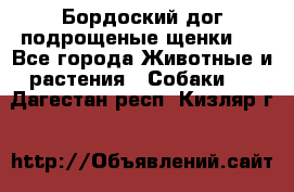 Бордоский дог подрощеные щенки.  - Все города Животные и растения » Собаки   . Дагестан респ.,Кизляр г.